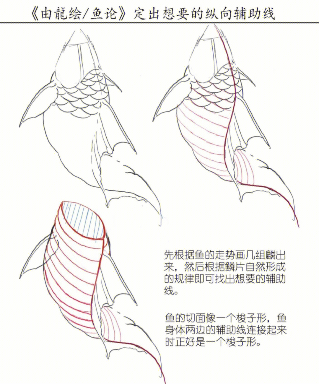 锦鲤画法简单图片