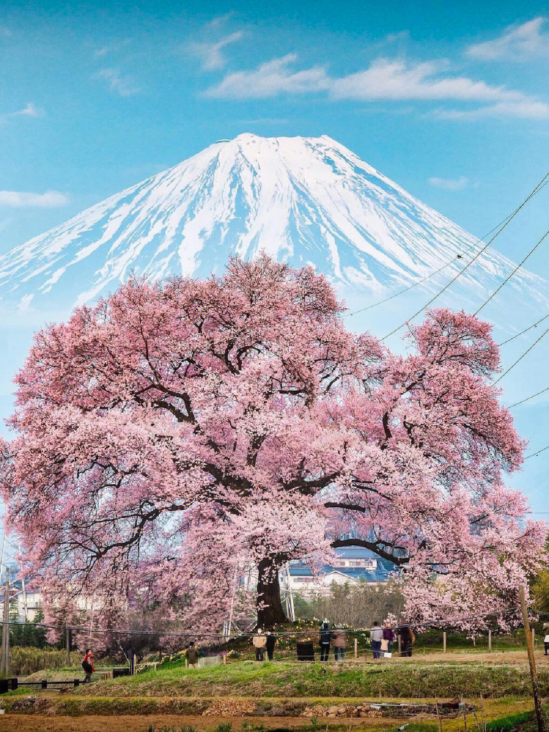 柚子富士山下图片