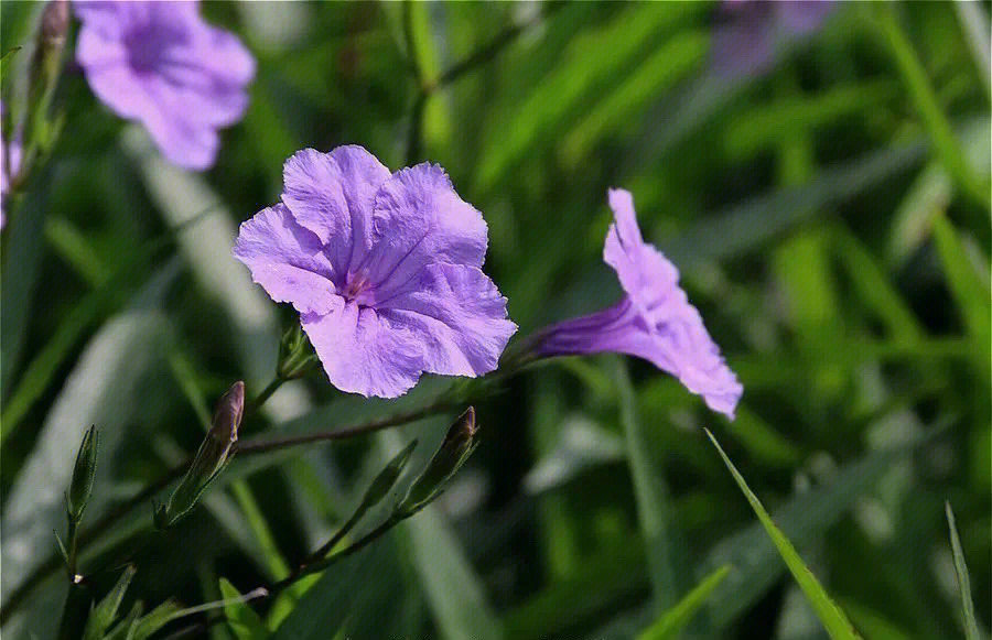 蓝花草形态特征图片