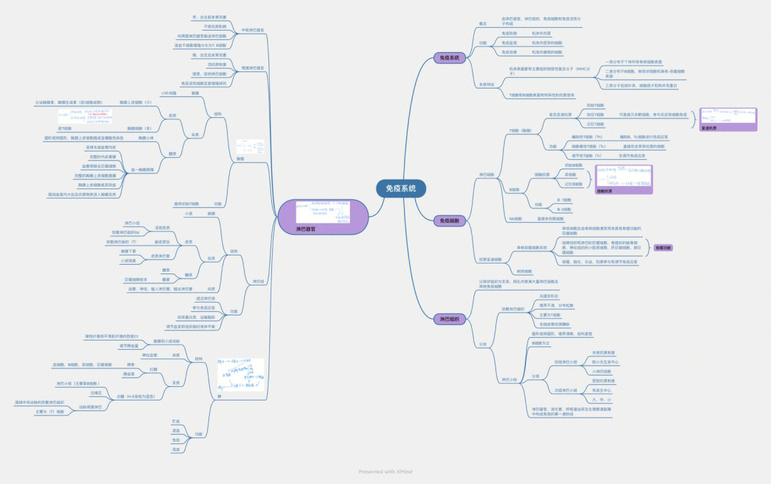 组胚免疫系统思维导图图片