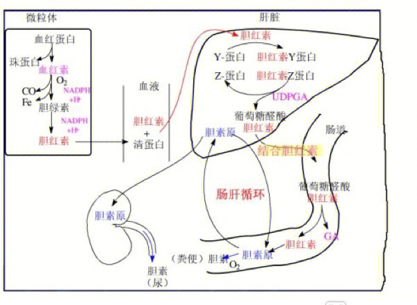 胆红素代谢过程图解图片