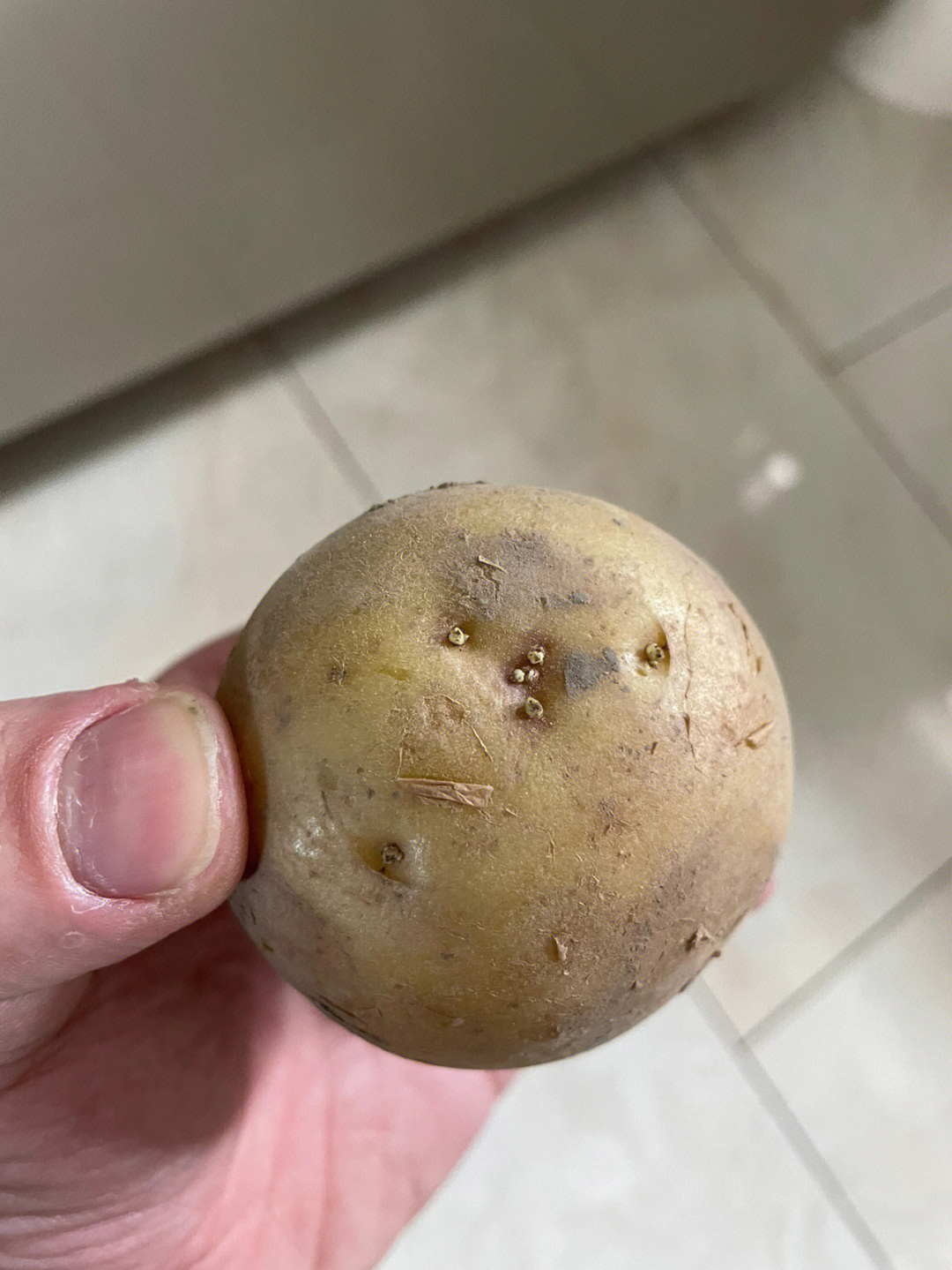 土豆08发芽还能吃