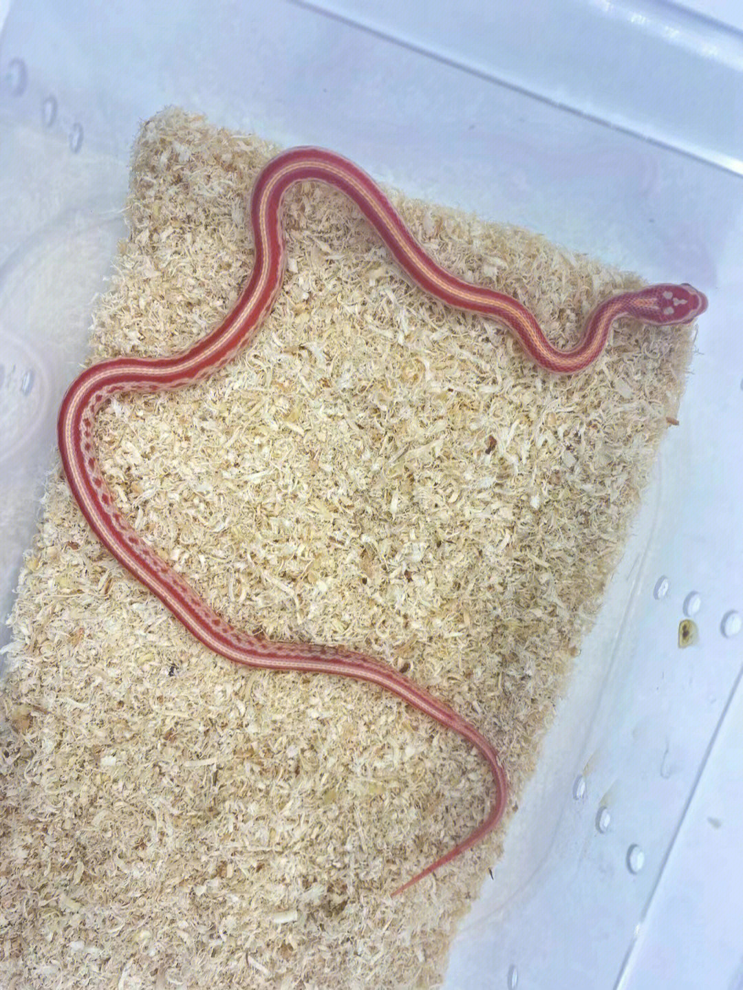 蛋白石玉米蛇成体图片