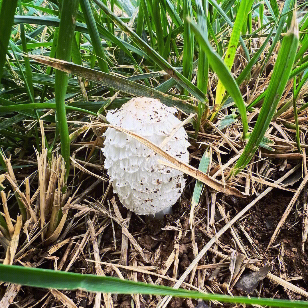 我在北方雨后的山里找蘑菇