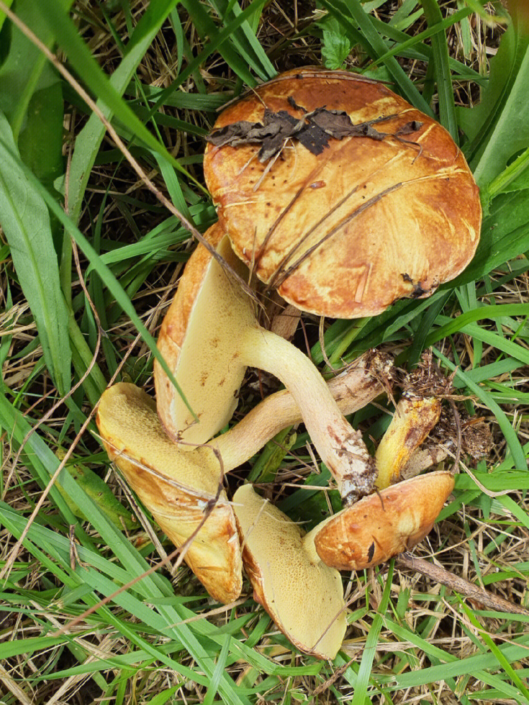 松针蘑菇种类图片图片