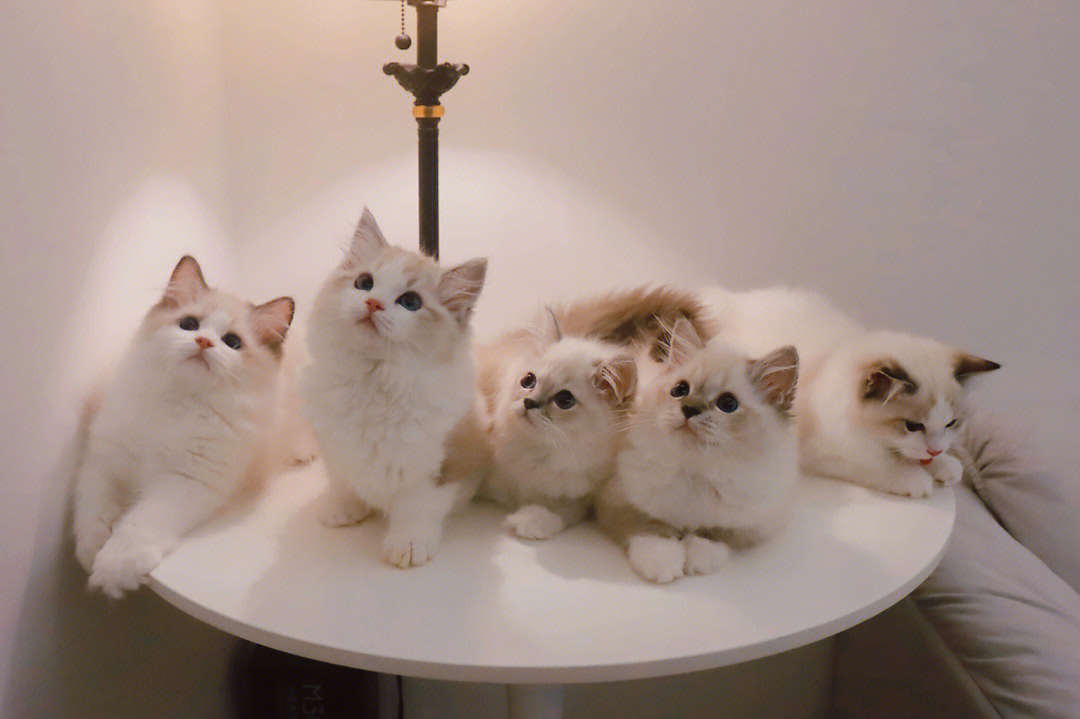一群布偶猫图片