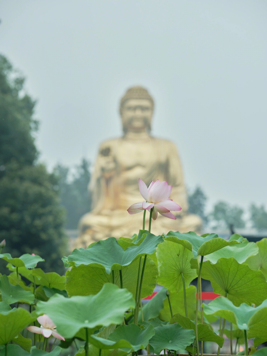 华岩寺荷花开了