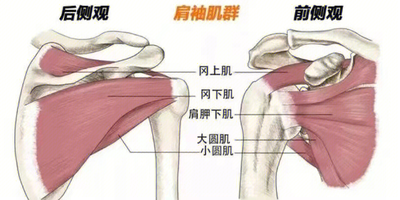 肩周炎三角肌图片图片