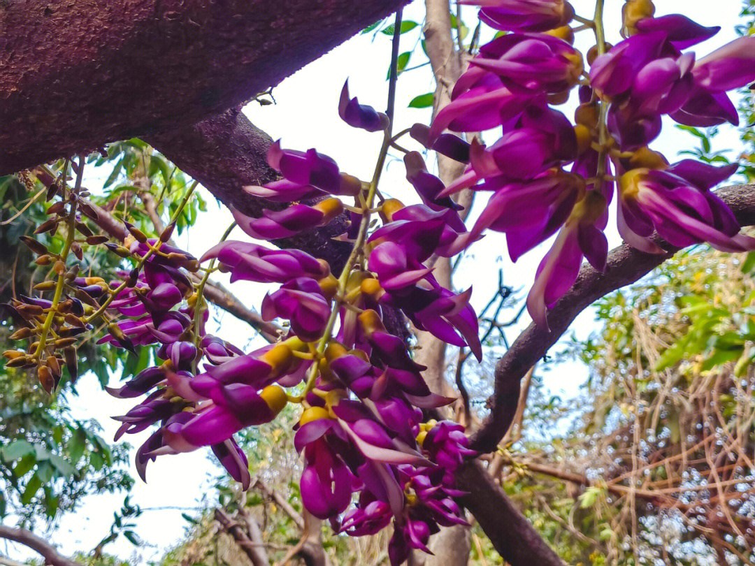 天龙溪禾雀花基地门票图片