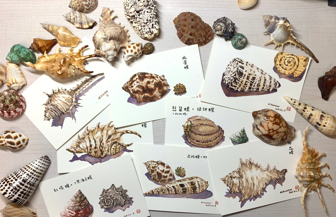 海螺种类名称大全图片图片