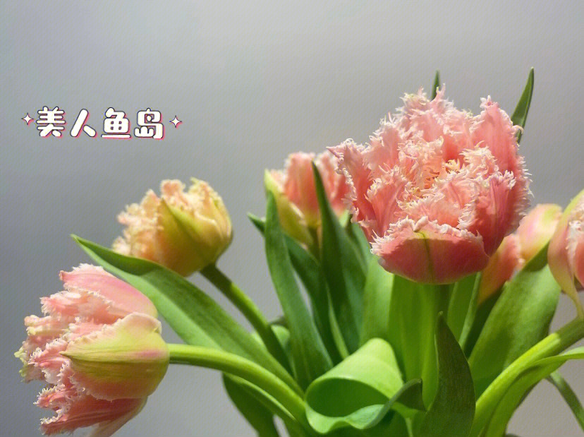 美人鱼岛郁金香花语图片