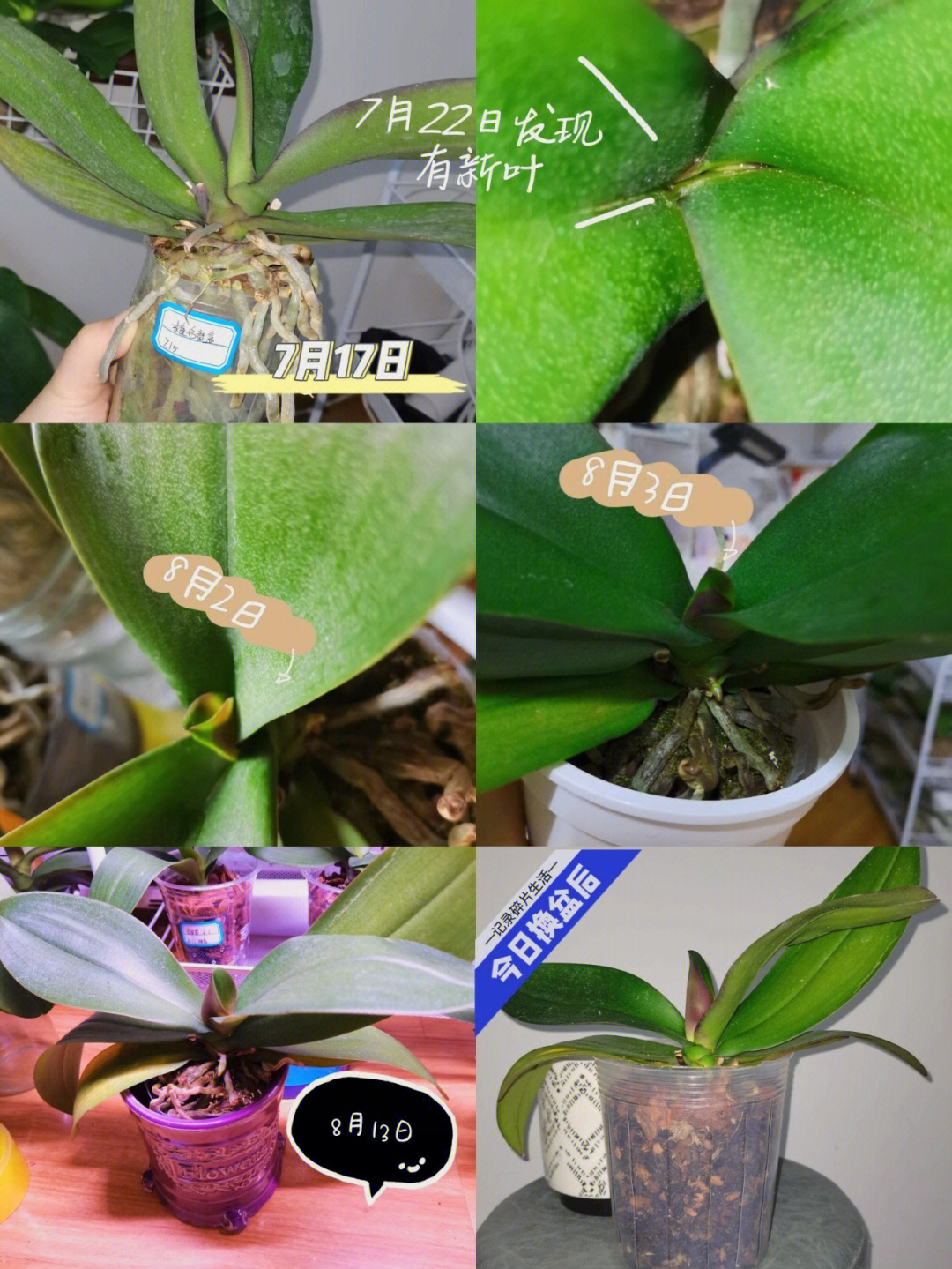记录蝴蝶兰的生长过程图片