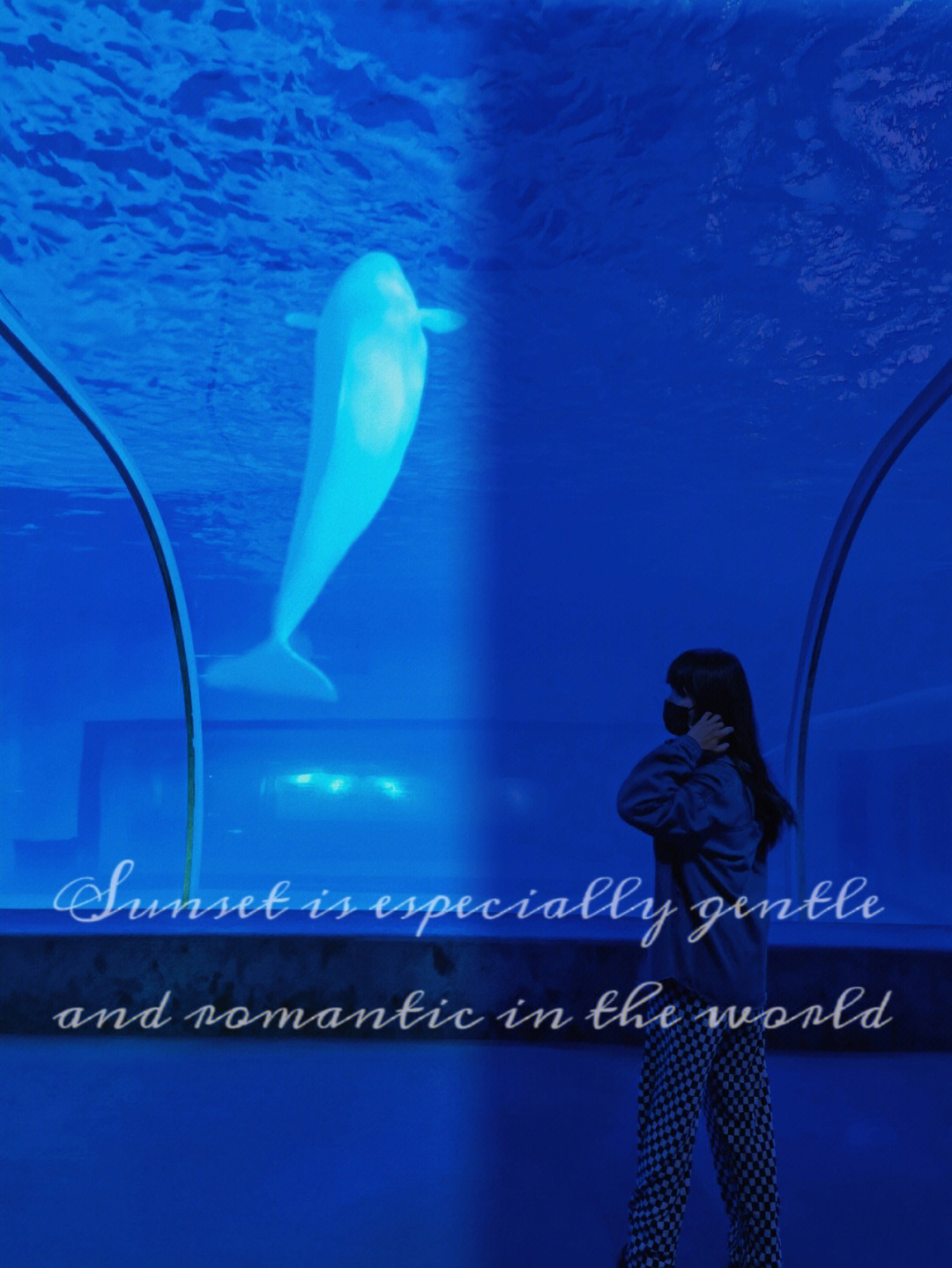 海蓝时见鲸第一站【正佳极地海洋世界】拍照打卡点:水母秘境,白鲸之恋