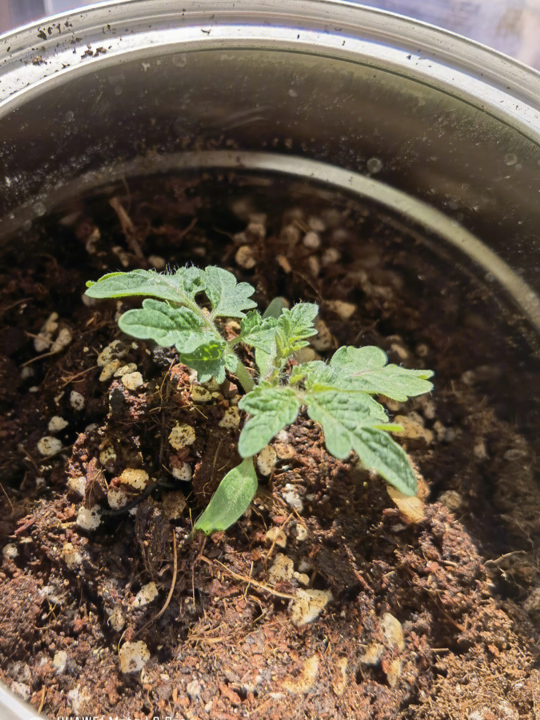 野生番茄幼苗图片