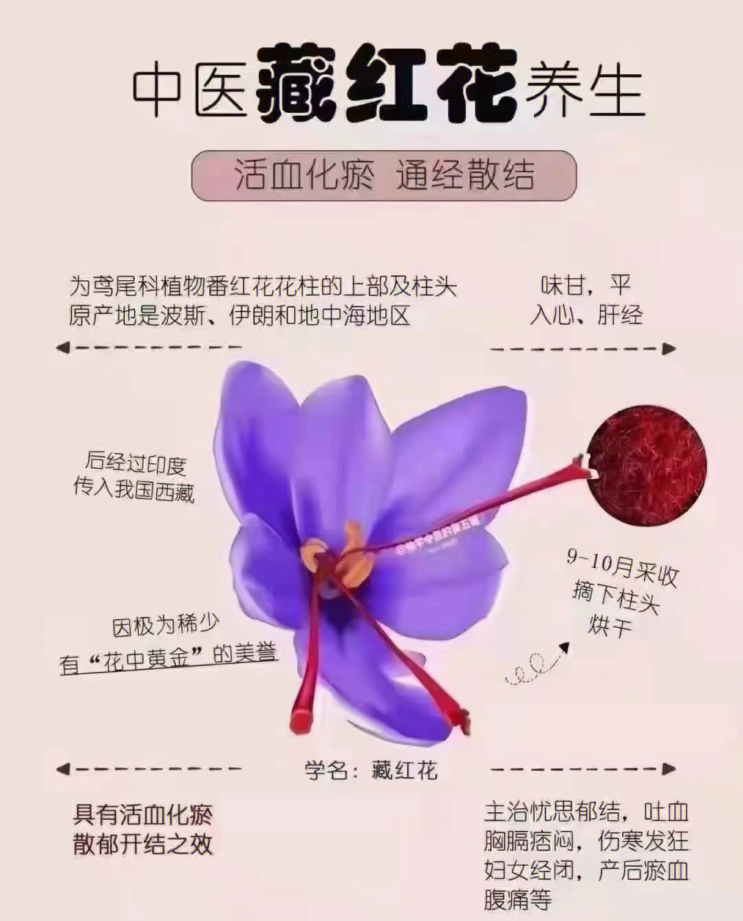 藏红花苗的功效及图片图片