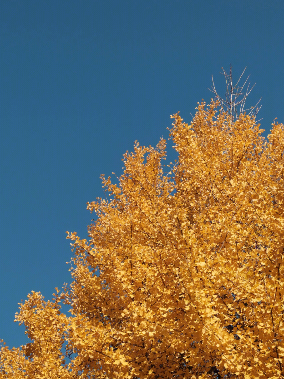 秋天有什么树 名称图片
