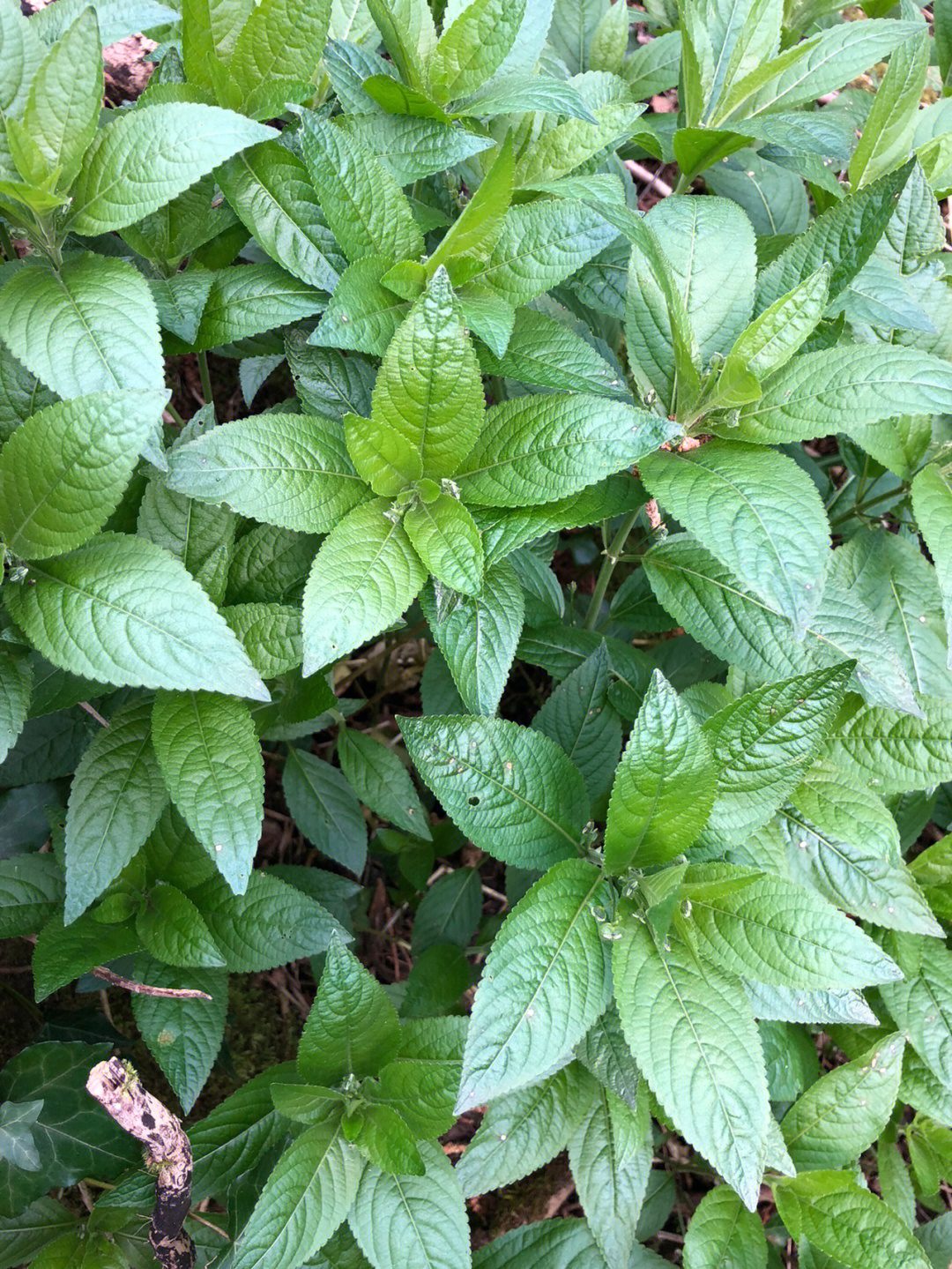 是白花菜吗求鉴定