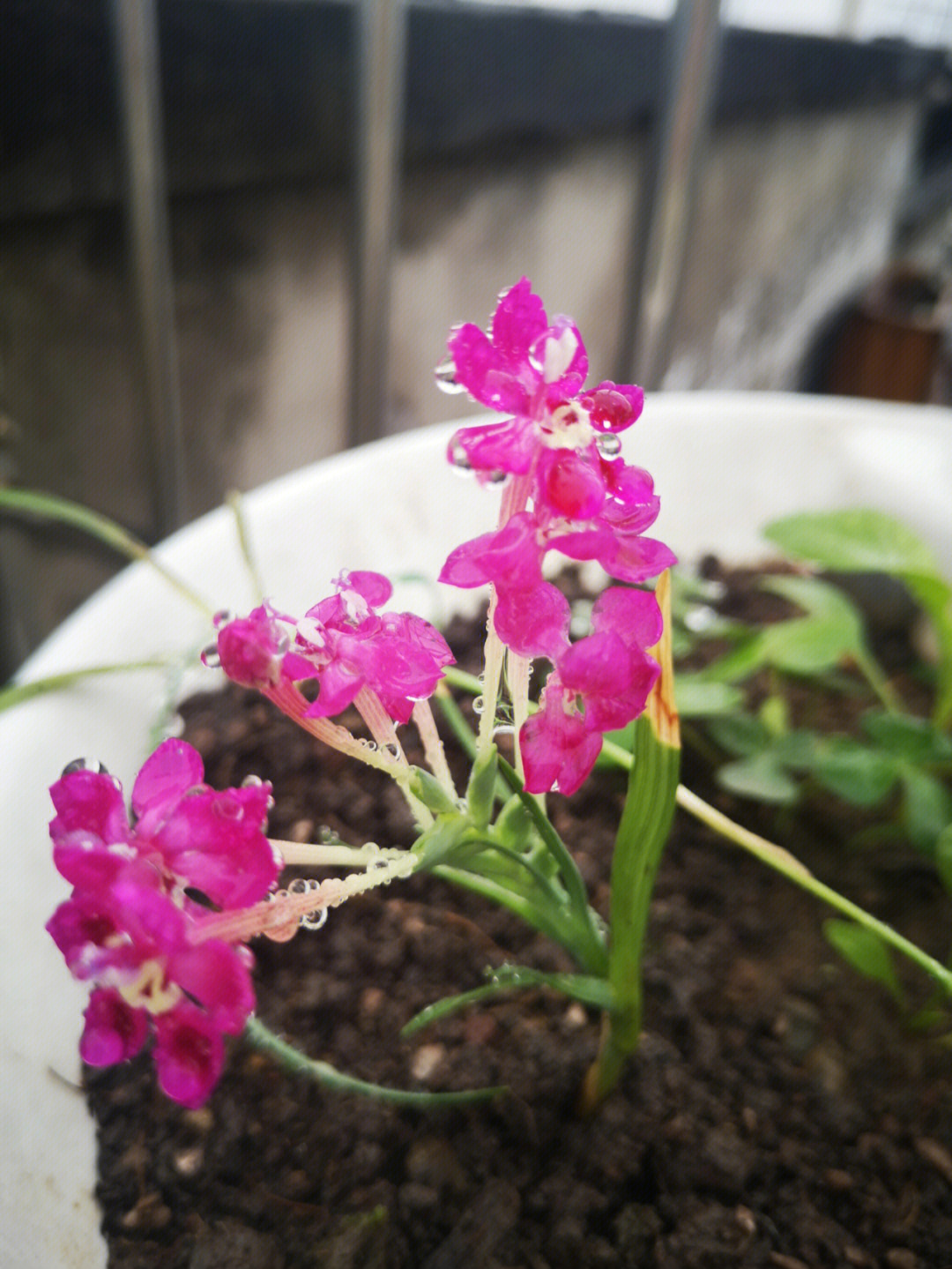 雨后花朵水珠的描写图片