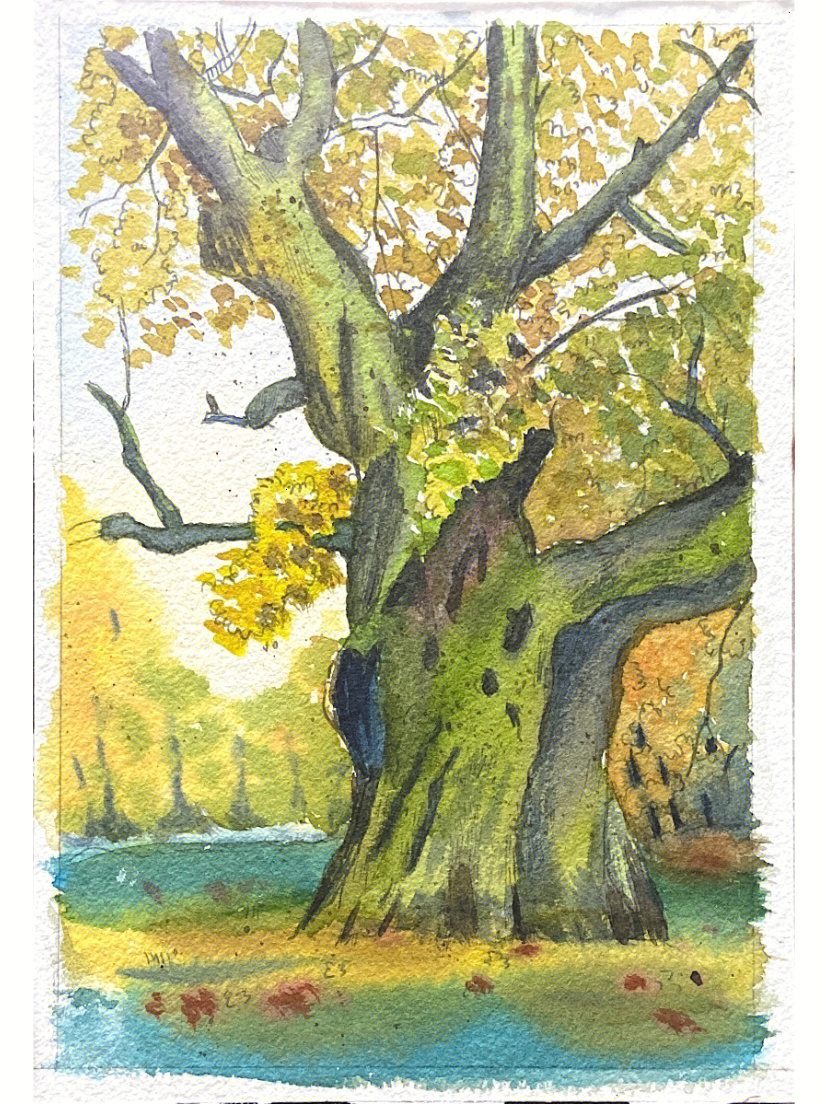 水彩画树干图片