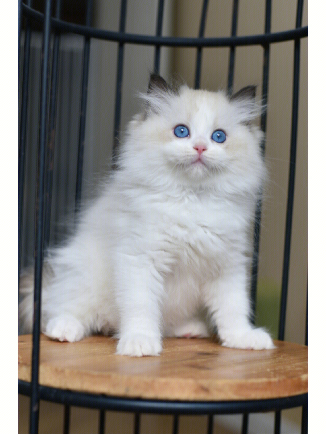 67眼睛色度非常漂亮的海豹双色布偶猫弟弟