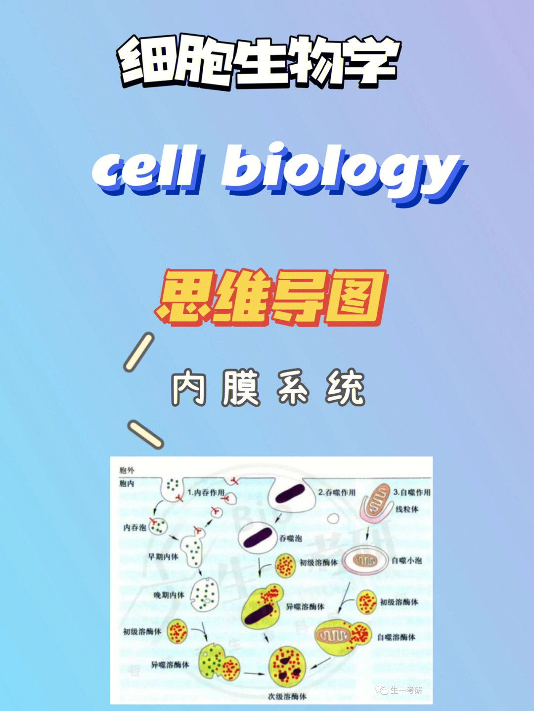 今日的思维导图更新啦关于内质网,高尔基体,溶酶体的特点以及它们之间