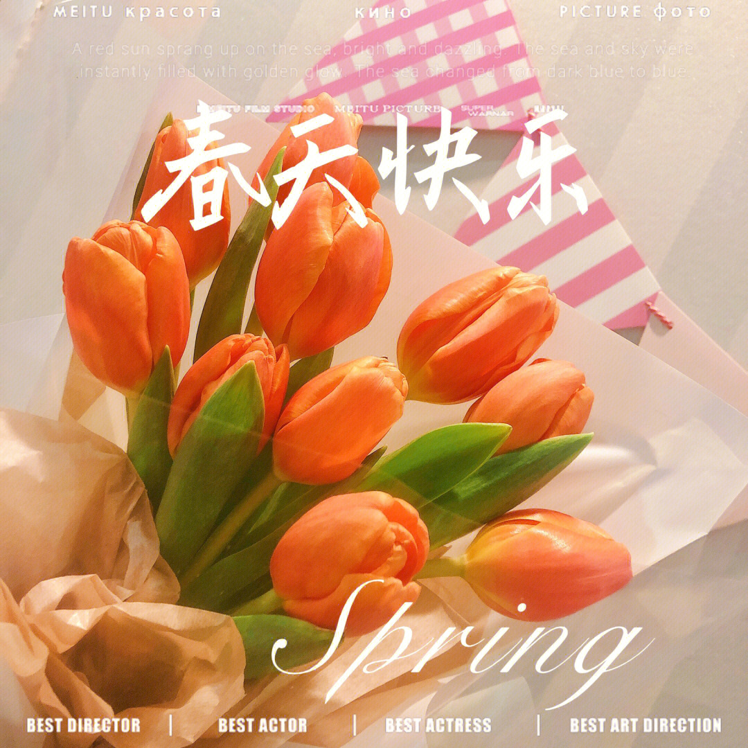 6朵橙色郁金香花语图片