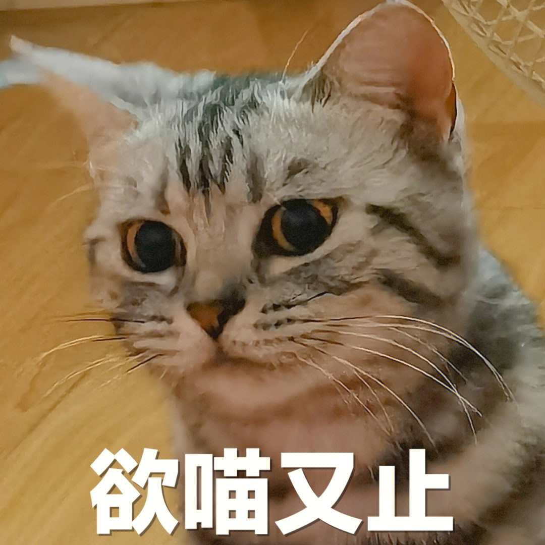永动猫表情包全套图片