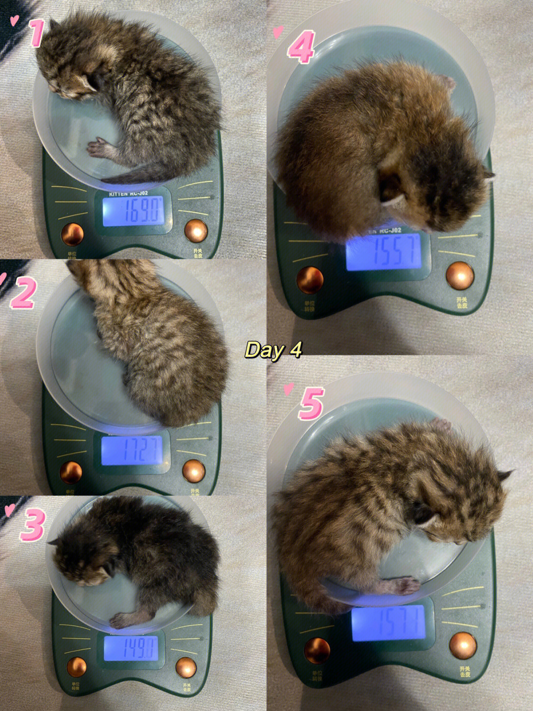 新生小猫体重周期表图片