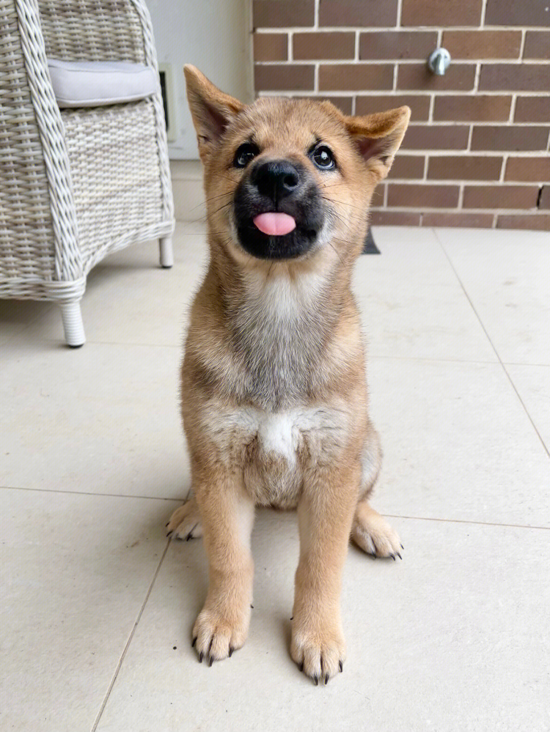 12周的小柴犬终于立耳啦