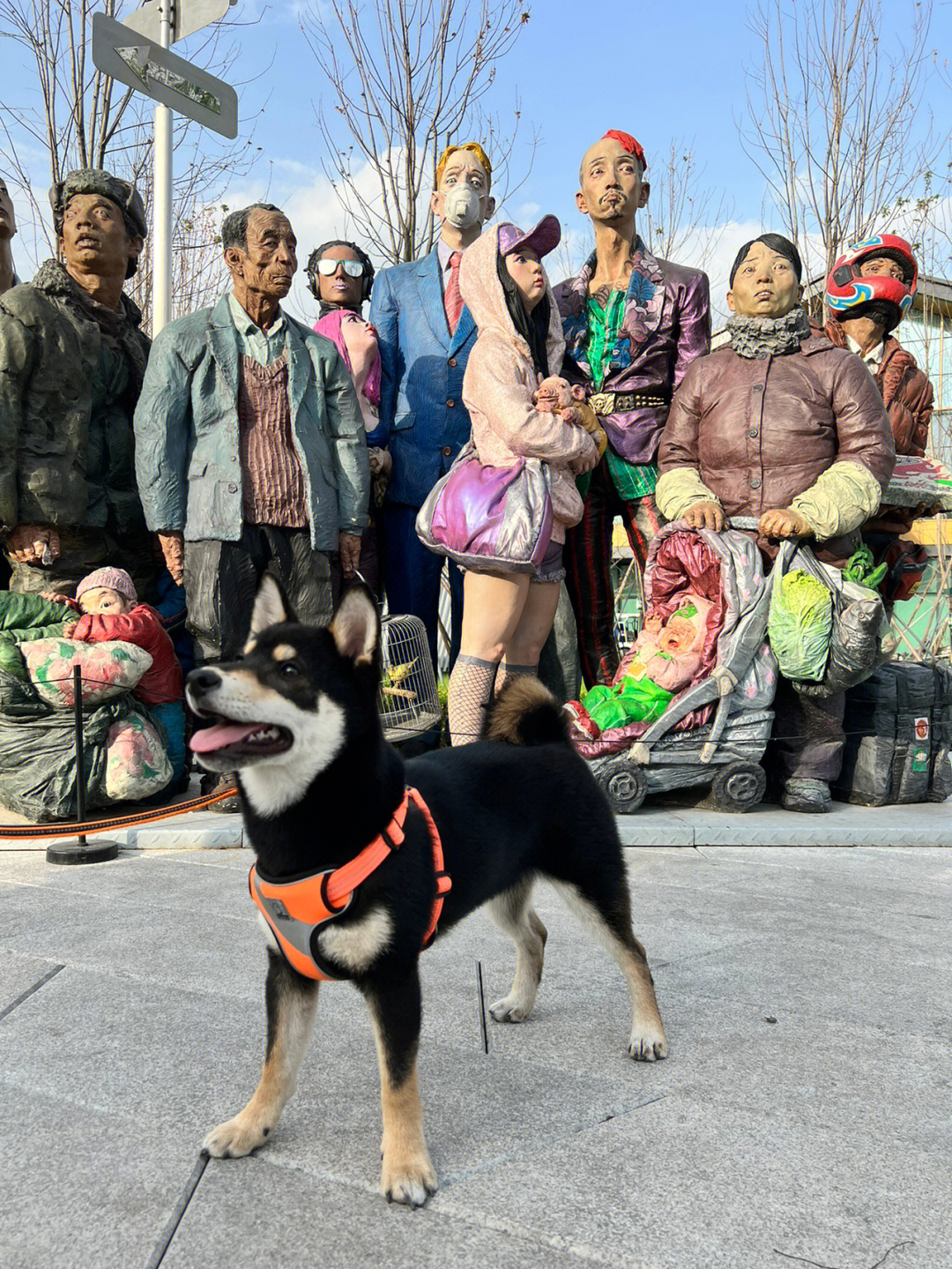 街头卖艺的救生犬09它好像知道自己很可爱