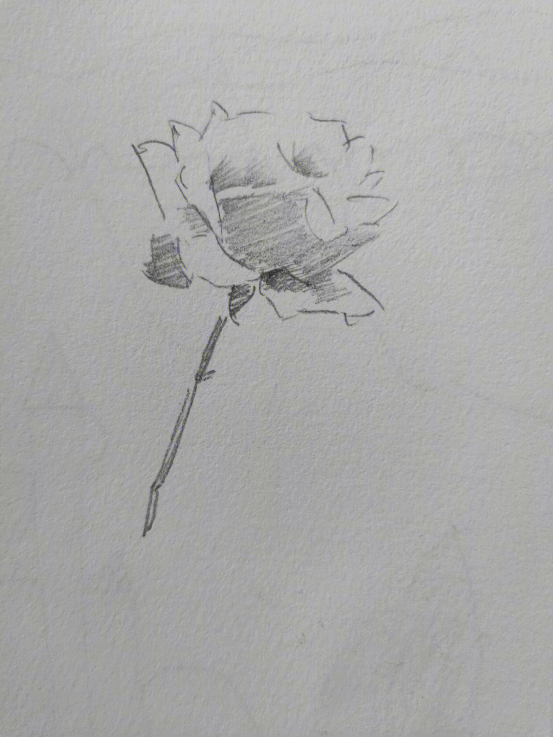 玫瑰花苞素描图片