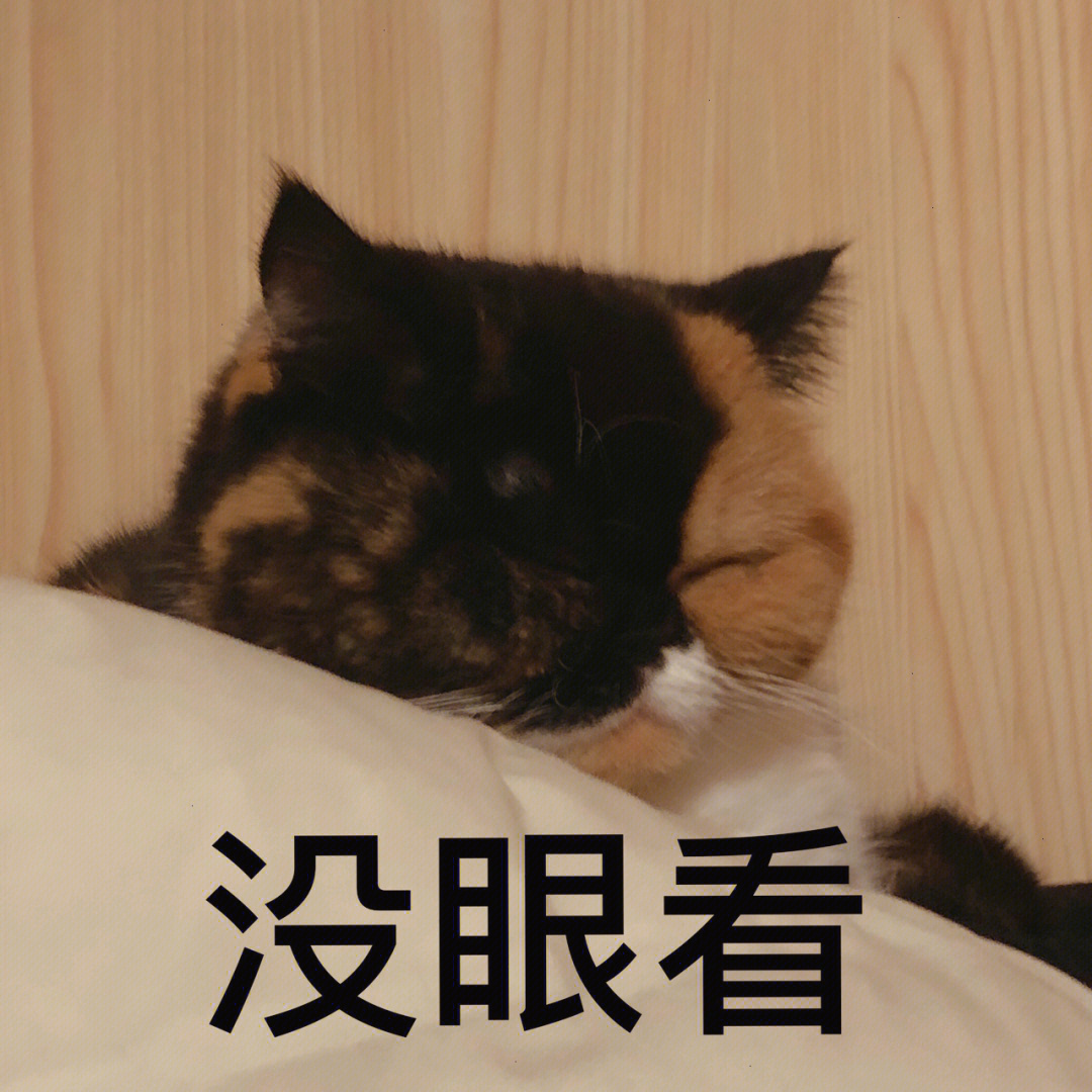 破败王猫咪p图图片