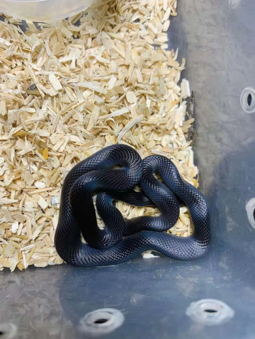黑屋蛇宠物蛇玩具蛇