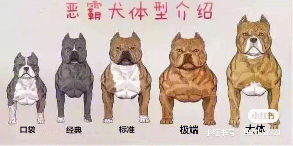 恶霸犬体型区分图图片