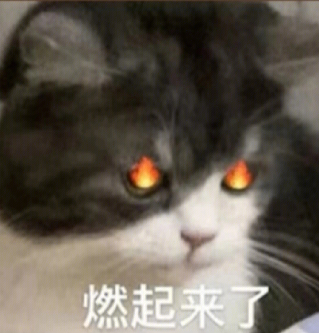 猫表情包cnm燃起来了图片