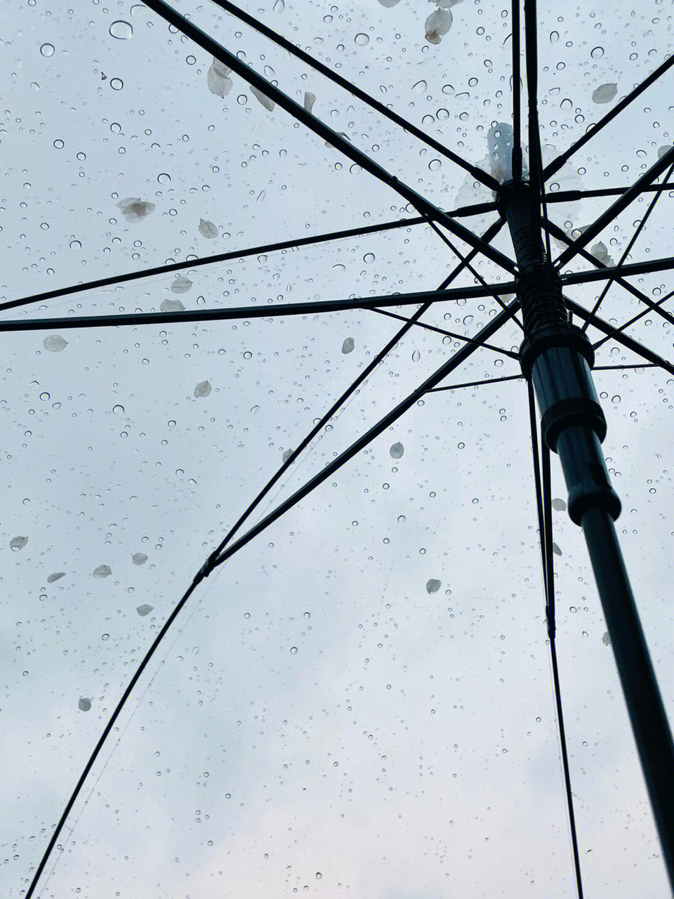 透明雨伞雨中背景图片图片