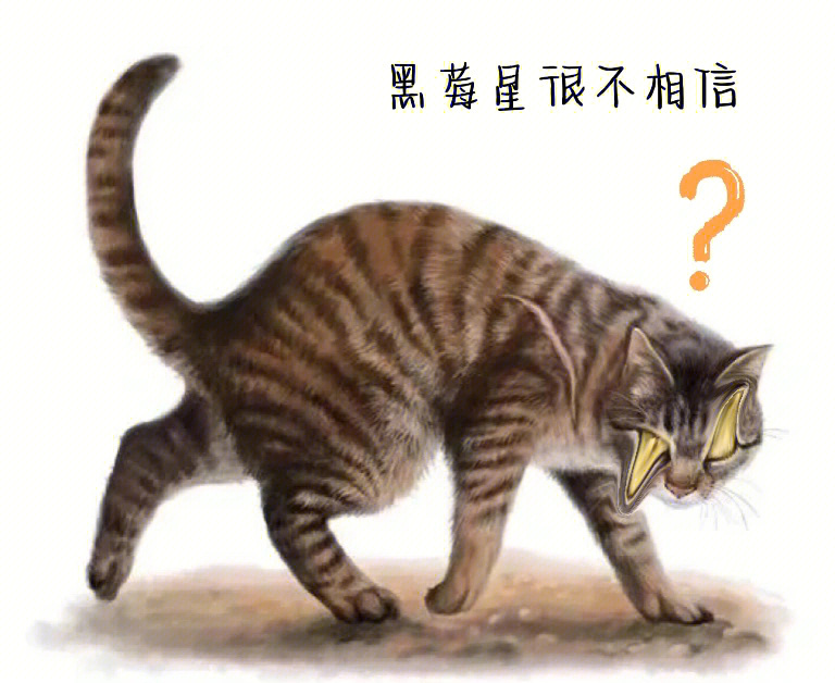猫武士黄毛图片