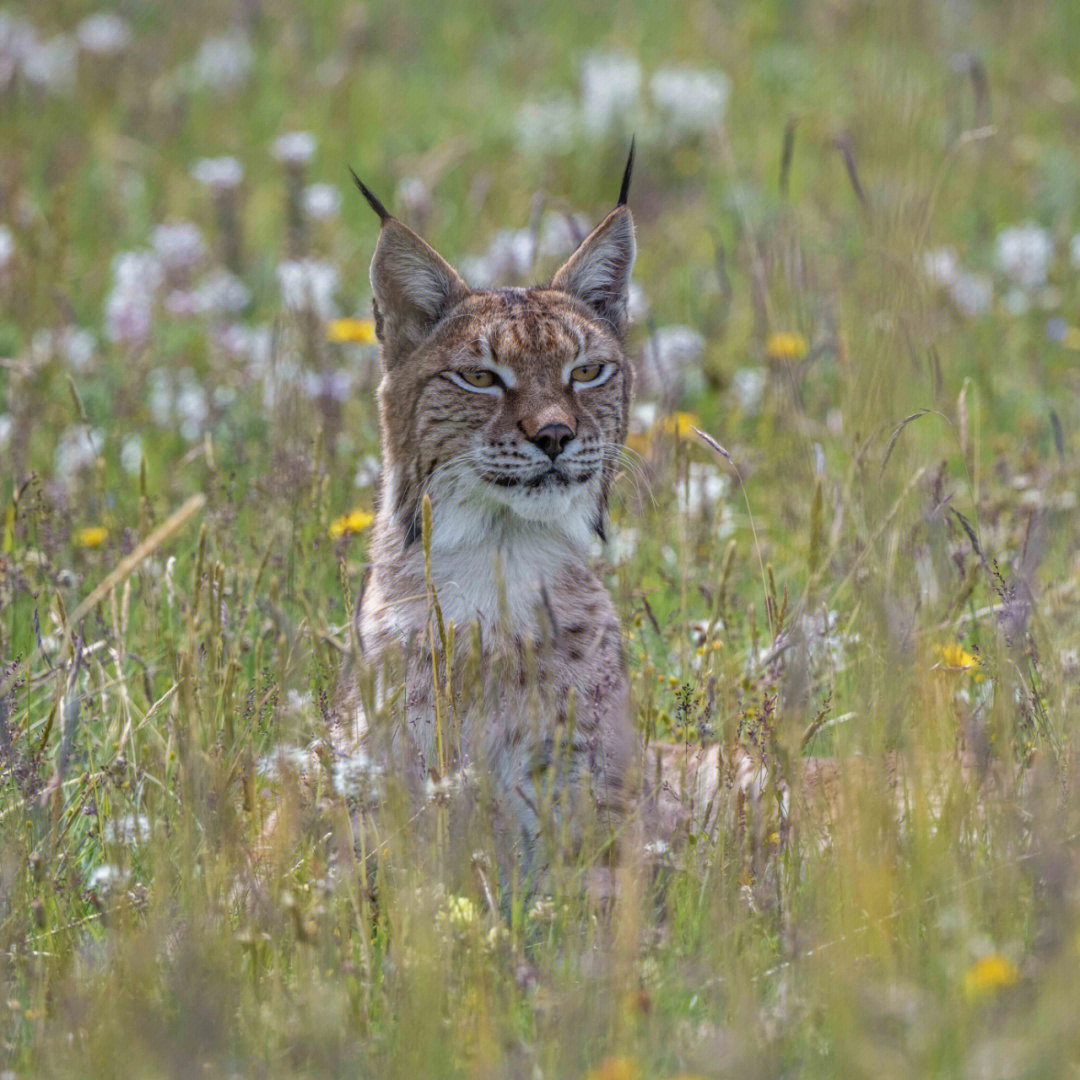 山猫猞猁