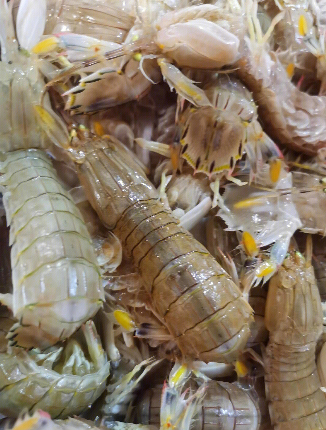 皮皮虾幼虫图片