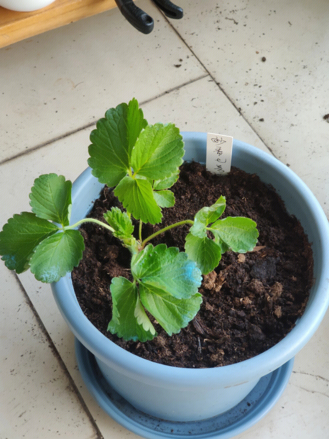 草莓苗到家后一定要检查叶片