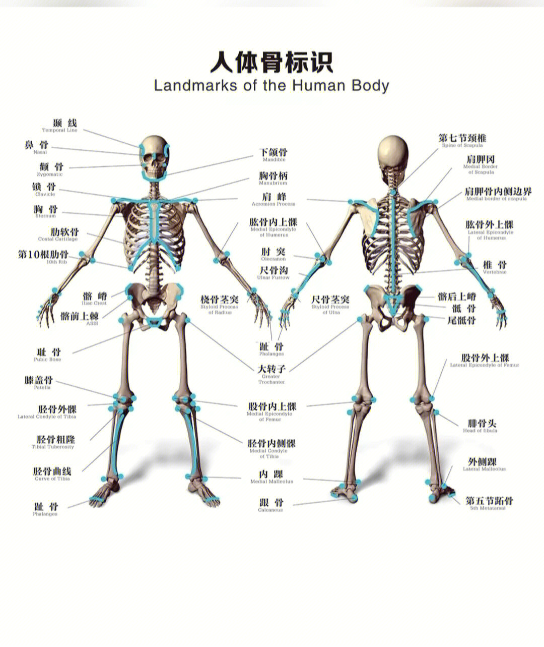 人体解剖图 附件图片