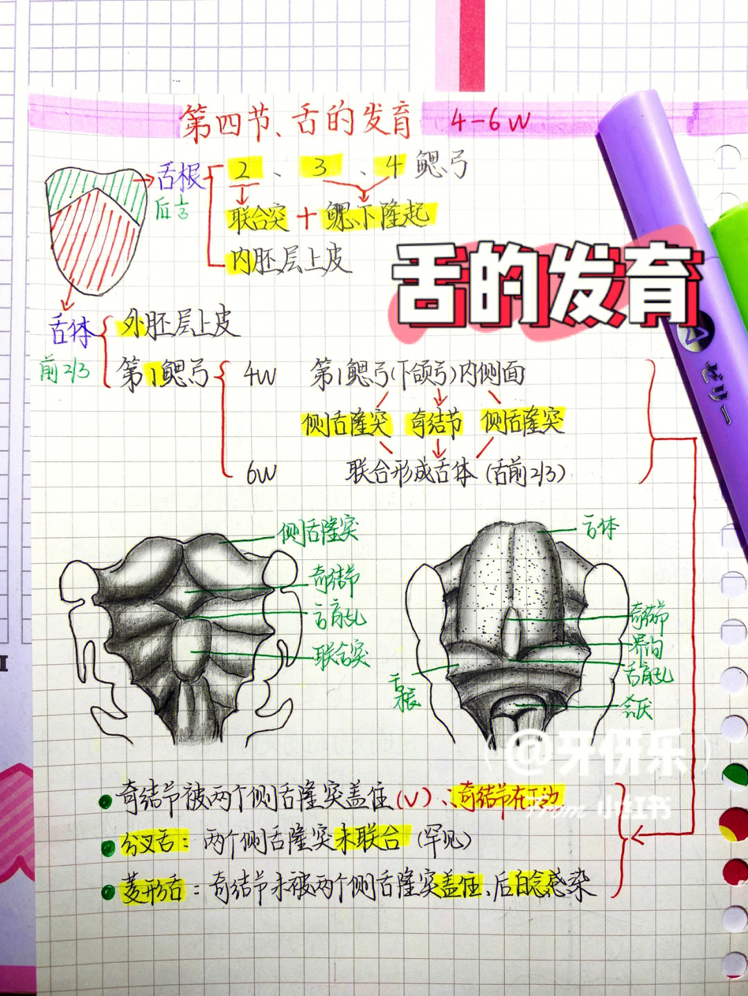 舌头构造真实示意图图片