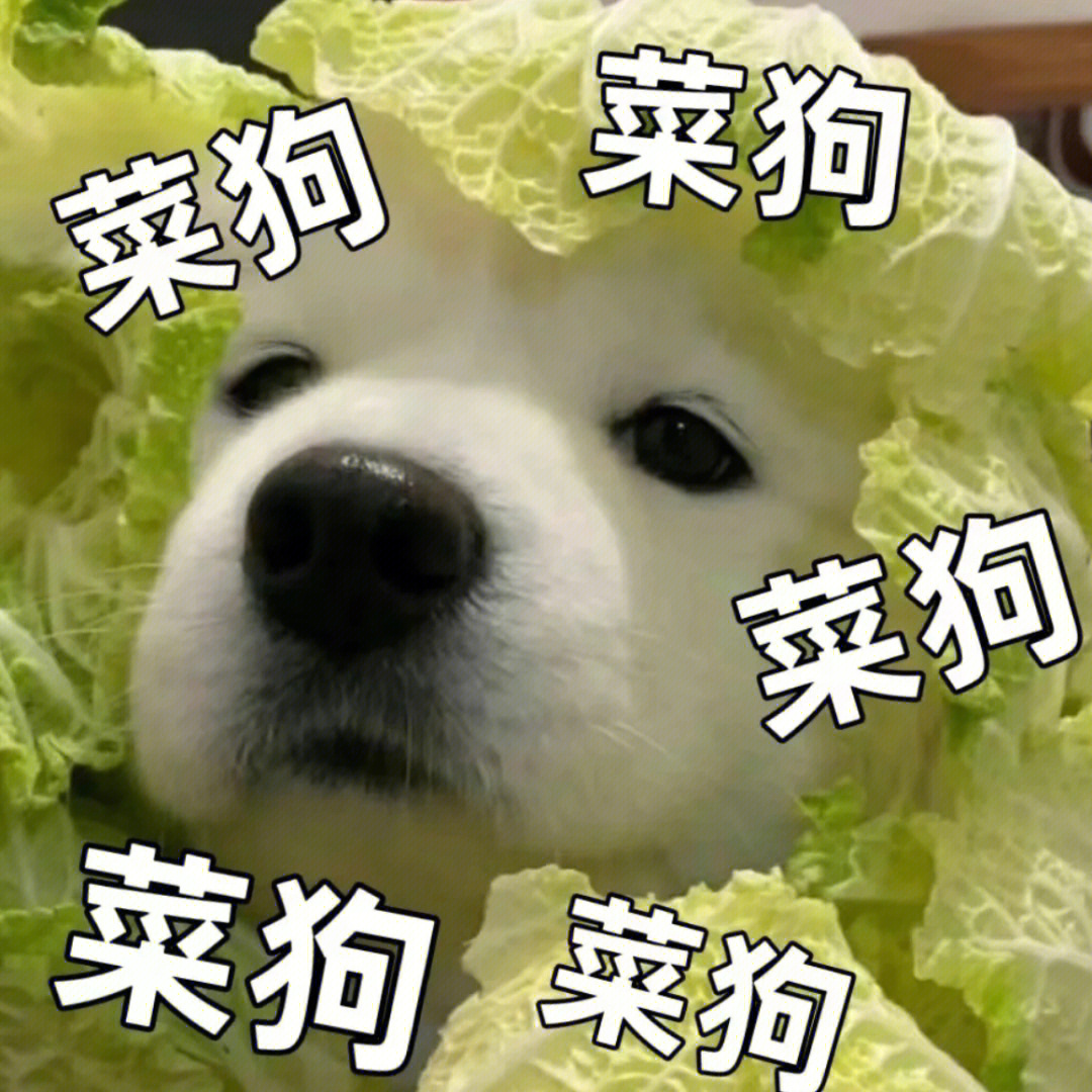 花三颗冻干买的菜狗