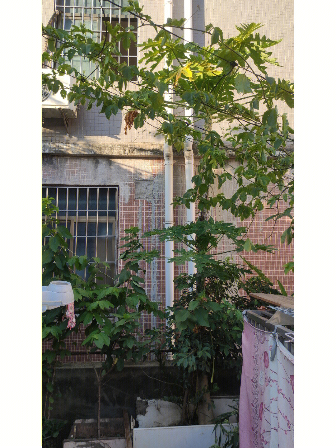 木瓜树公母图片