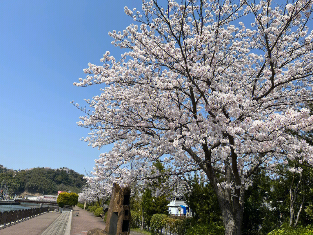 2022年日本樱花