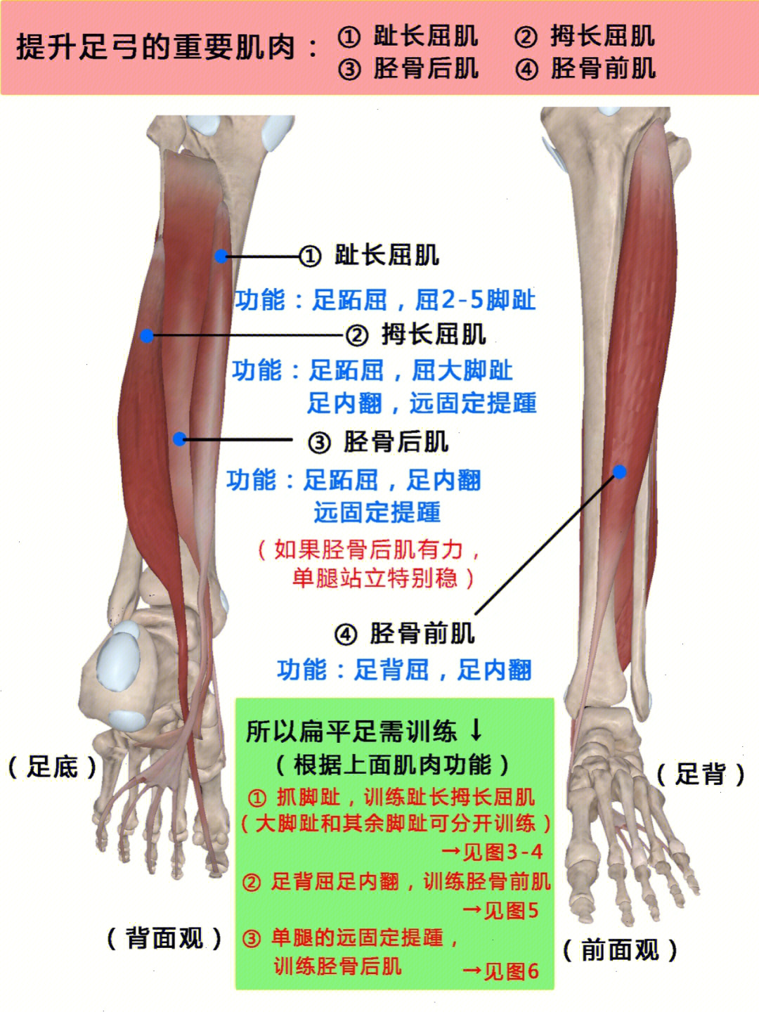 足外翻肌群图片