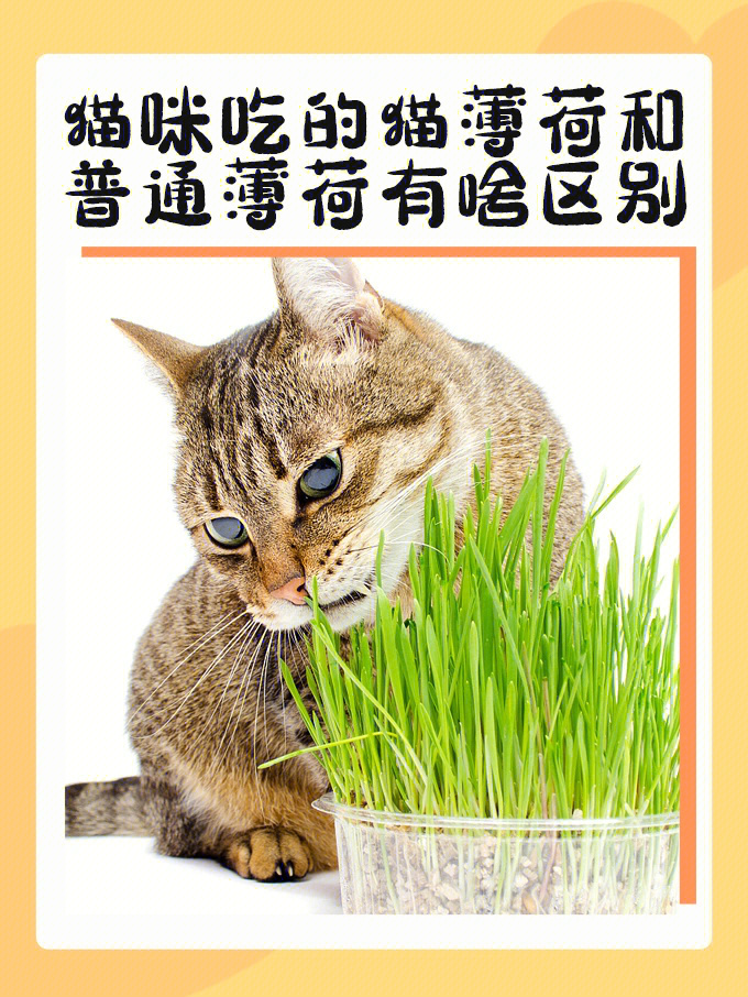 图解区分薄荷和猫薄荷图片