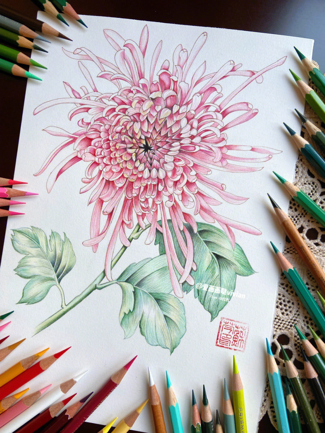 彩铅手绘菊花