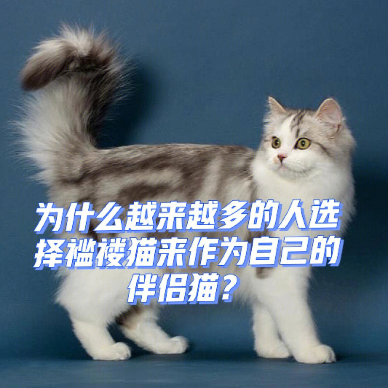 褴褛猫和缅因猫图片