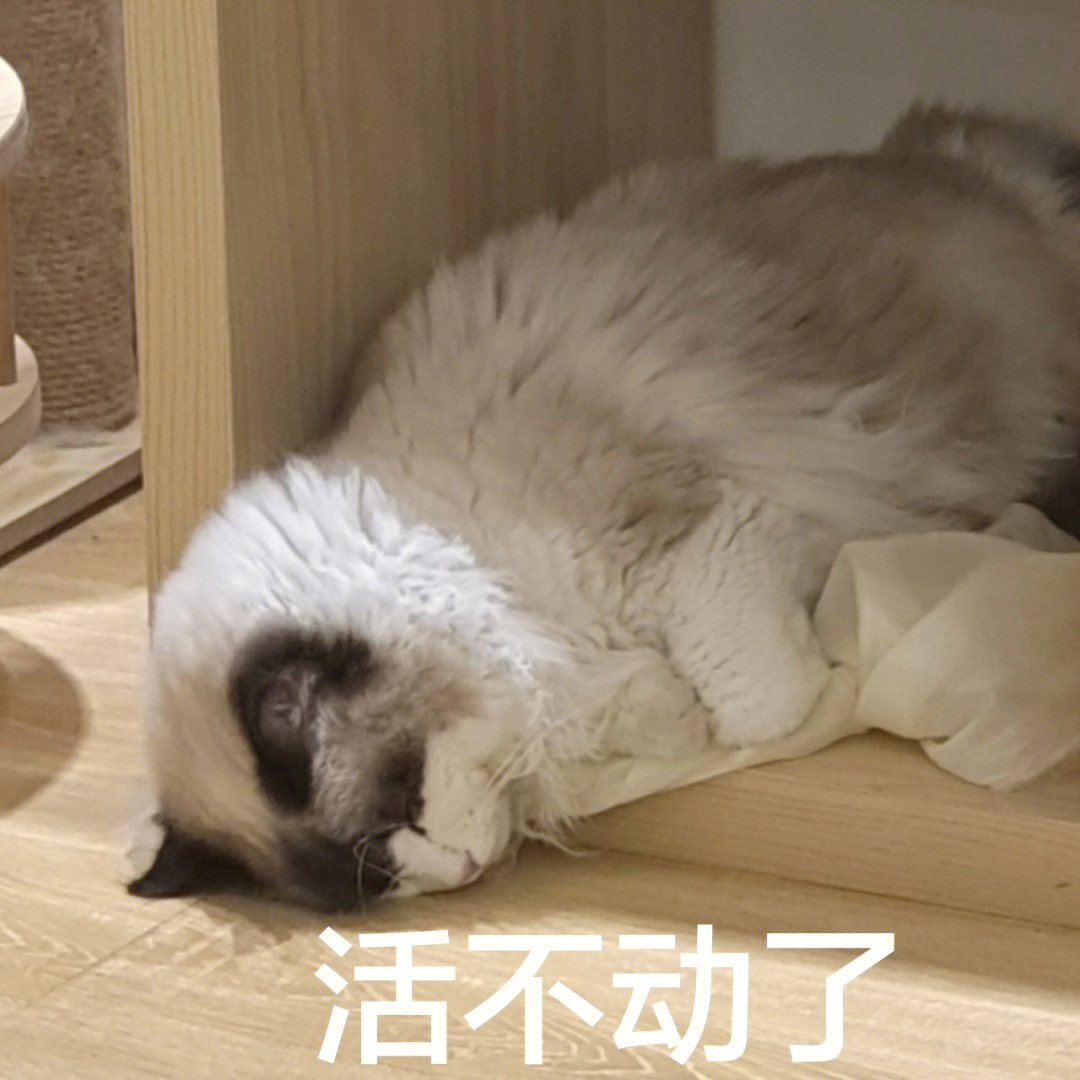 猫猫摆烂表情包图片